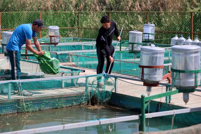 Iraqi fish farmers clean tanks of dead fish at a farm in the town of al-Numaniyah, near the city of Kut in southern Iraq, on April 14, 2026. Thousands of fish died last week in eastern Iraq in polluted water from sewage in the Tigris River, which caused huge losses to fish farmers. Heavy rains and floods that swept through Iraq last week pushed sewage from the Diyala River into the Tigris River, polluting the river's waters in southern Iraq. (Photo by AHMAD AL-RUBAYE / AFP)
