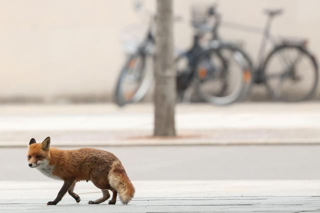 A fox pays a visit to the Chancellery as journalists wait for the arrival of head of the African Union Commission Mahmoud Ali Youssouf in Berlin on April 14, 2026. (Photo by Odd ANDERSEN / AFP) / ALTERNATE CROP