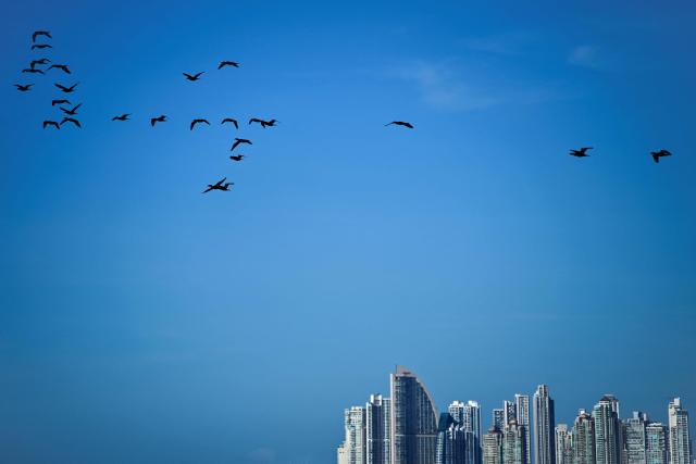 Birds fly over the skyscrapers of the upscale Punta Paitilla neighborhood, one of the main residential and financial hubs of Panama City, on April 15, 2026. (Photo by Martin BERNETTI / AFP)