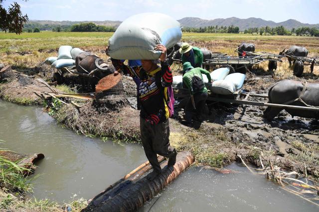 Farmers unload newly harvested rice grains from cart driven water buffalo at a rice field in Laur town, Nueva Ecija province, north of Manila on April 16, 2026. (Photo by Ted ALJIBE / AFP)