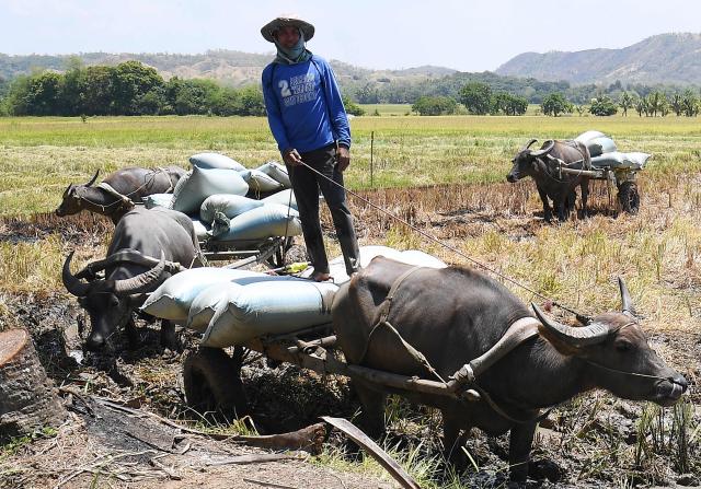 A farmer rides on a water buffalo driven cart loaded with newly harvested rice grains at a rice field in Laur town, Nueva Ecija province, north of Manila on April 16, 2026. (Photo by Ted ALJIBE / AFP)
