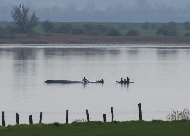 TOPSHOT - Rescuers try to help a stranded humpback whale off the Baltic Sea coast near the island of Poel, near Wismar, northern Germany, on April 16, 2026. German officials on April 15, 2025 approved a last-ditch rescue effort for a humpback whale that has been stranded on the Baltic Sea coast for weeks and had appeared to be beyond help. The rescue attempt, proposed by two entrepreneurs, will involve lifting the whale using inflatable cushions and transporting it with pontoons, said Till Backhaus, environment minister for the state of Mecklenburg-Western Pomerania. (Photo by Danny GOHLKE / AFP) / ALTERNATIVE CROP