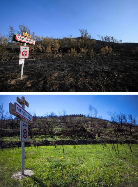 This combo picture, taken on August 8, 2025 (bottom) and on April 16, 2026 (down) shows an area devastated by the mega-fire that occurred in the department of Aude at the beginning of August 2025 near the village of Fontjoncouse. (Photo by Lionel BONAVENTURE / AFP)