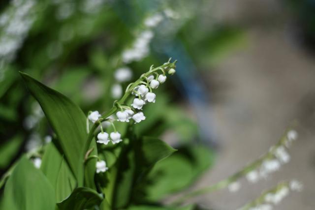 (FILES) A picture taken on April 14, 2020 shows Lily of the Valley during a harvest in Saint Philbert-de-Grand-Lieu, near Nantes, on the twenty-ninth day of a lockdown in France aimed at curbing the spread of the COVID-19 disease, caused by the novel coronavirus. Employees at independent bakeries and florists who wish to do so will be able to work on May 1, 2026, Labour Day, France's prime minister  announced on April 17, 2026, after rejecting a bill that would have allowed work to be extended on this public holiday. (Photo by Sebastien SALOM-GOMIS / AFP)