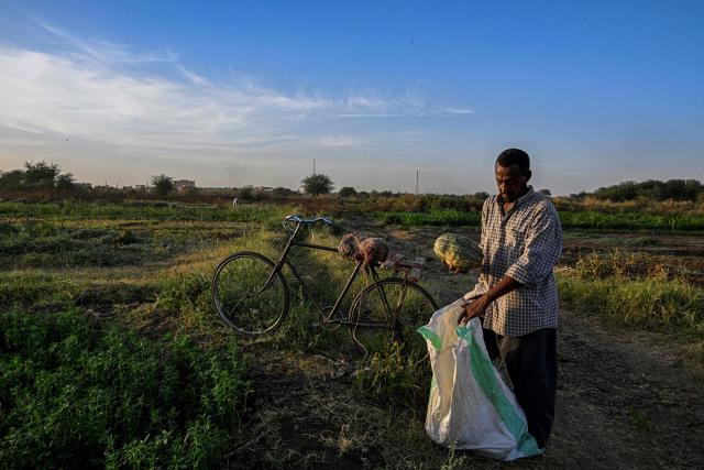 A Sudanese farmer collects some crops from his land on Tuti Island where the White Nile and Blue Nile merge to form the River Nile, off Khartoum on April 17, 2026. Of the nearly four million people -- around half Khartoum's pre-war population -- who fled during the conflict, more than 1.8 million have returned over the past year. Yet fewer than 80,000 people have come back to central Khartoum, according to the United Nations. (Photo by Khaled DESOUKI / AFP)