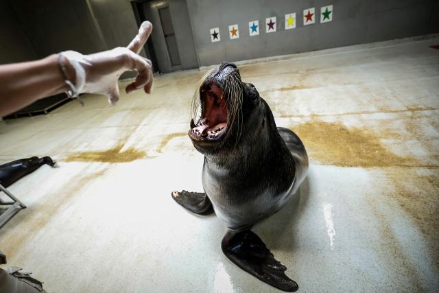 A member of staff and animal keeper trains a sea lion by the pool of the Parc zoologique de Paris also known as the Zoo de Vincennes, in Paris, on April 17, 2026, during a press visit to present the new season theme "Journey into Wetlands". (Photo by Simon Wohlfahrt / AFP)