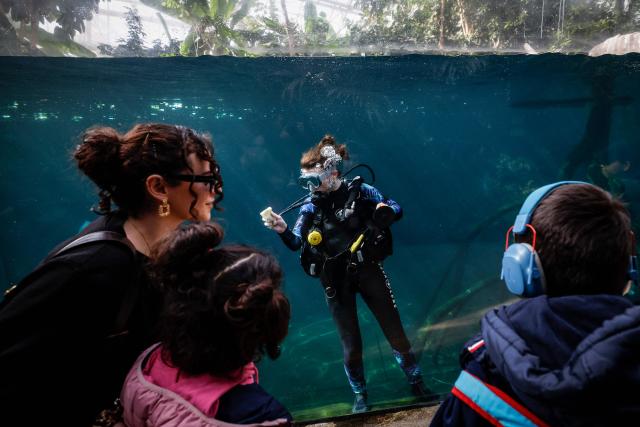 A member of staff and animal keeper cleans the window of an enclosure while diving in the pond as visitors walk past at the Parc zoologique de Paris also known as the Zoo de Vincennes, in Paris, on April 17, 2026, during a press visit to present the new season theme "Journey into Wetlands". (Photo by Simon Wohlfahrt / AFP)