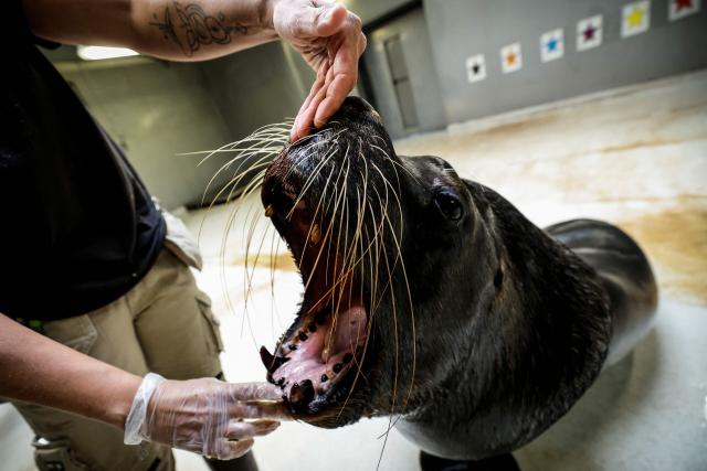 A member of staff and animal keeper opens the mouth of a sea lion as part of a training session at the pool of the Parc zoologique de Paris also known as the Zoo de Vincennes, in Paris, on April 17, 2026, during a press visit to present the new season theme "Journey into Wetlands". (Photo by Simon Wohlfahrt / AFP)