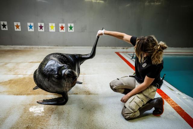 A member of staff and animal keeper trains a sea lion by the pool of the Parc zoologique de Paris also known as the Zoo de Vincennes, in Paris, on April 17, 2026, during a press visit to present the new season theme "Journey into Wetlands". (Photo by Simon Wohlfahrt / AFP)