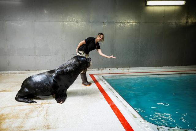 A member of staff and animal keeper trains a sea lion by the pool of the Parc zoologique de Paris also known as the Zoo de Vincennes, in Paris, on April 17, 2026, during a press visit to present the new season theme "Journey into Wetlands". (Photo by Simon Wohlfahrt / AFP)