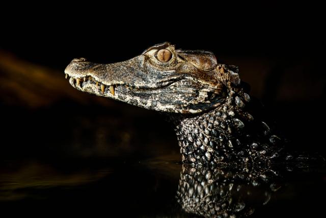 A cuvier dwarf caiman reacts in its enclosure at the Parc zoologique de Paris also known as the Zoo de Vincennes, in Paris, on April 17, 2026, during a press visit to present the new season theme "Journey into Wetlands". (Photo by Simon Wohlfahrt / AFP)
