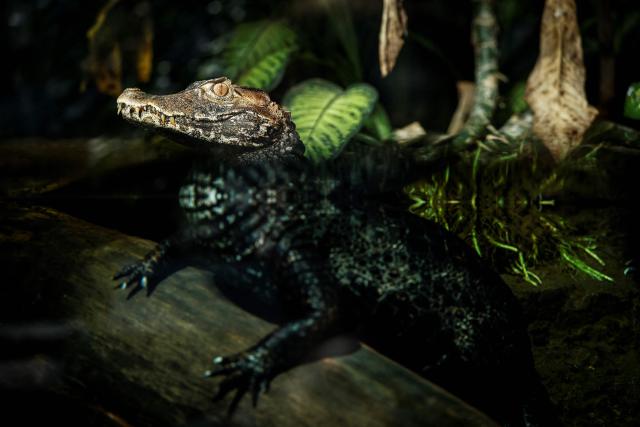 A cuvier dwarf caiman reacts in its enclosure at the Parc zoologique de Paris also known as the Zoo de Vincennes, in Paris, on April 17, 2026, during a press visit to present the new season theme "Journey into Wetlands". (Photo by Simon Wohlfahrt / AFP)