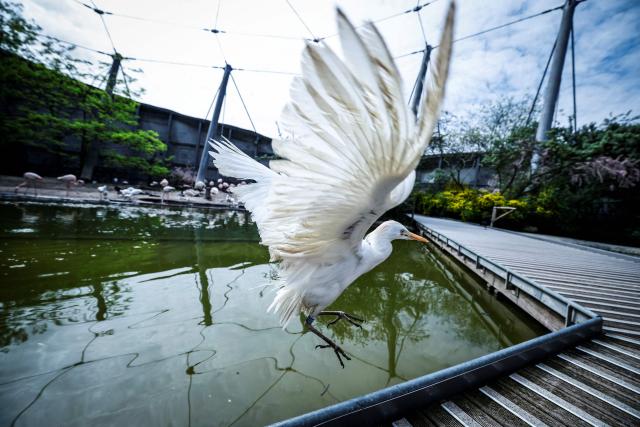 A cattle egret flies inside its enclosure at the Parc zoologique de Paris also known as the Zoo de Vincennes, in Paris, on April 17, 2026, during a press visit to present the new season theme "Journey into Wetlands". (Photo by Simon Wohlfahrt / AFP)