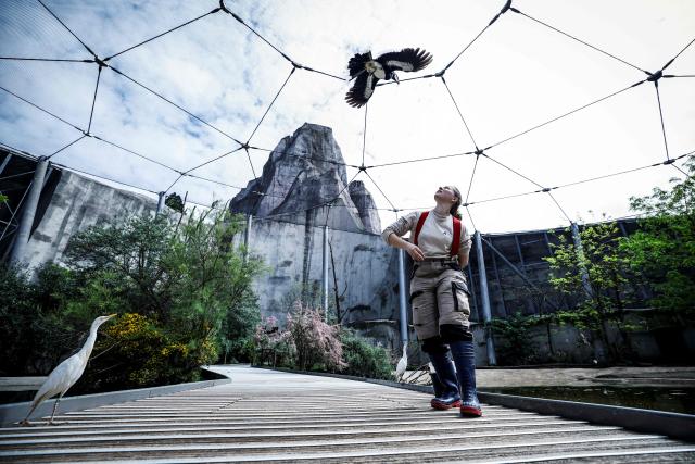 A member of staff and animal keeper feeds birds inside their enclosure at the Parc zoologique de Paris also known as the Zoo de Vincennes, in Paris, on April 17, 2026, during a press visit to present the new season theme "Journey into Wetlands". (Photo by Simon Wohlfahrt / AFP)