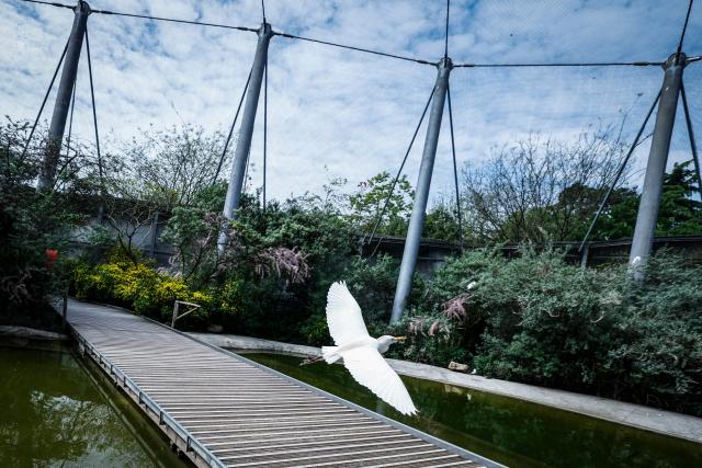 A cattle egret flies inside its enclosure at the Parc zoologique de Paris also known as the Zoo de Vincennes, in Paris, on April 17, 2026, during a press visit to present the new season theme "Journey into Wetlands". (Photo by Simon Wohlfahrt / AFP)