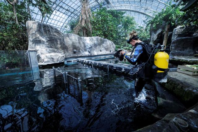 A member of staff and animal keeper prepares to dive in a pond located in one of the animal enclosure at the Parc zoologique de Paris also known as the Zoo de Vincennes, in Paris, on April 17, 2026, during a press visit to present the new season theme "Journey into Wetlands". (Photo by Simon Wohlfahrt / AFP)