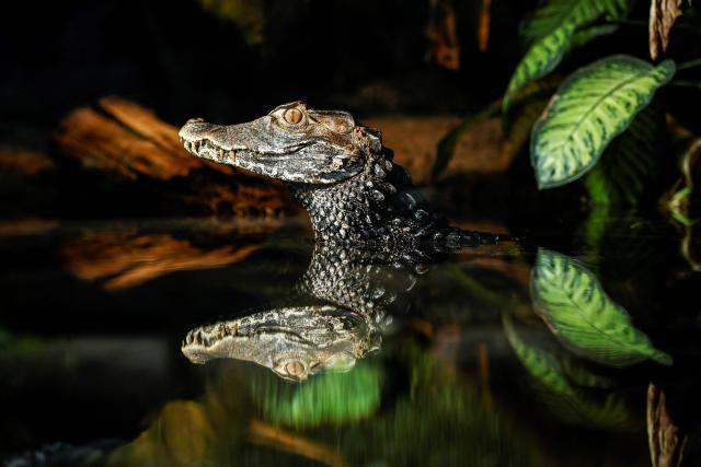 A cuvier dwarf caiman reacts in its enclosure at the Parc zoologique de Paris also known as the Zoo de Vincennes, in Paris, on April 17, 2026, during a press visit to present the new season theme "Journey into Wetlands". (Photo by Simon Wohlfahrt / AFP)