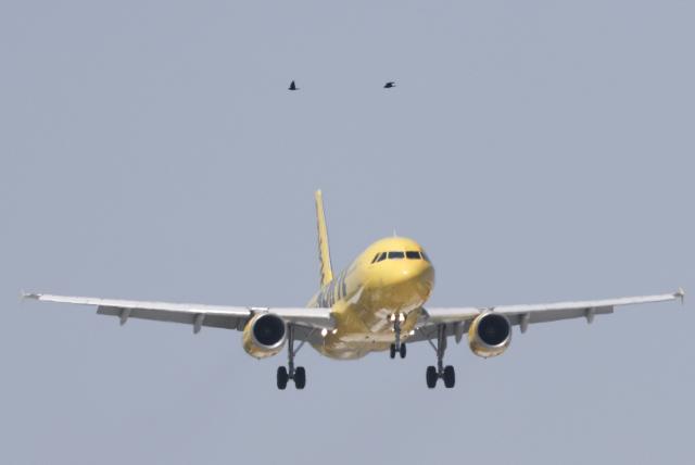A Spirit Airlines Airbus A320 lands at Hollywood Burbank Airport on April 17, 2026. Spirit Airlines has been facing financial troubles, while rising jet fuel due to the war in Iran has amplified their worries. (Photo by Patrick T. Fallon / AFP)