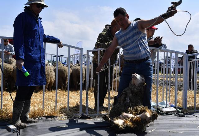 Men compete in sheep shearing during the Aidoo Fest 2026, an agricultural and entertainment festival, in the village of Kozhomkul, some 15 km from Bishkek, on April 18, 2026. (Photo by Vyacheslav OSELEDKO / AFP)