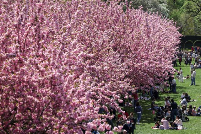 People visit the cherry blossoms at Brooklyn Botanic Garden in New York City on April 18, 2026. (Photo by ANGELA WEISS / AFP)