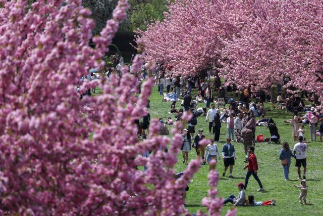 People visit the cherry blossoms at Brooklyn Botanic Garden in New York City on April 18, 2026. (Photo by ANGELA WEISS / AFP)