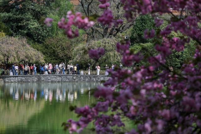 People visit the cherry blossoms at Brooklyn Botanic Garden in New York City on April 18, 2026. (Photo by ANGELA WEISS / AFP)