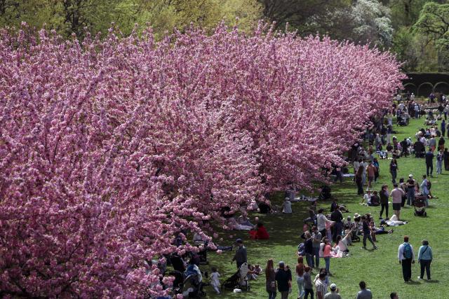 People visit the cherry blossoms at Brooklyn Botanic Garden in New York City on April 18, 2026. (Photo by ANGELA WEISS / AFP)