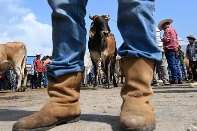 Livestock vendors trade cattle during the weekly municipal market known as the Tiangue in San Rafael Cedros, Cuscatlan department, El Salvador on April 18, 2026. Held mainly on Saturdays, the traditional market dates back to colonial times and serves as a key economic and social hub where hundreds of small?scale producers sell animals, agricultural goods, and food, often relying on these weekly sales as their primary source of income. (Photo by Marvin RECINOS / AFP)