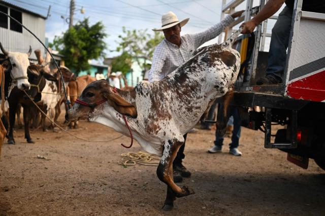 A calf is seen during the weekly municipal market known as the Tiangue in San Rafael Cedros, Cuscatlan department, El Salvador on April 18, 2026. Held mainly on Saturdays, the traditional market dates back to colonial times and serves as a key economic and social hub where hundreds of small-scale producers sell animals, agricultural goods, and food, often relying on these weekly sales as their primary source of income. (Photo by Marvin RECINOS / AFP)