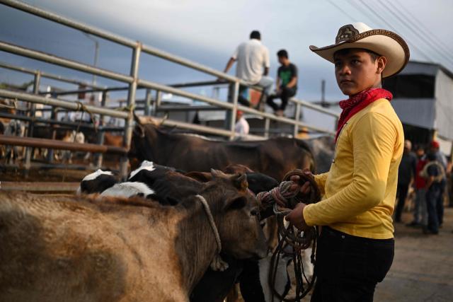 A livestock vendor trades cattle during the weekly municipal market known as the Tiangue in San Rafael Cedros, Cuscatlan department, El Salvador, on April 18, 2026. Held mainly on Saturdays, the traditional market dates back to colonial times and serves as a key economic and social hub where hundreds of small-scale producers sell animals, agricultural goods, and food, often relying on these weekly sales as their primary source of income. (Photo by Marvin RECINOS / AFP)