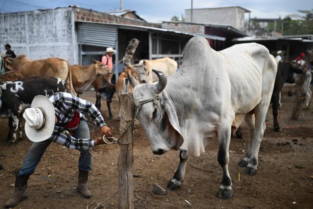 A livestock vendor trades cattle during the weekly municipal market known as the Tiangue in San Rafael Cedros, Cuscatlan department, El Salvador, on April 18, 2026. Held mainly on Saturdays, the traditional market dates back to colonial times and serves as a key economic and social hub where hundreds of small-scale producers sell animals, agricultural goods, and food, often relying on these weekly sales as their primary source of income. (Photo by Marvin RECINOS / AFP)