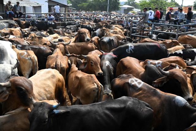 Livestock vendors trade cattle during the weekly municipal market known as the Tiangue in San Rafael Cedros, Cuscatlan department, El Salvador on April 18, 2026. Held mainly on Saturdays, the traditional market dates back to colonial times and serves as a key economic and social hub where hundreds of small-scale producers sell animals, agricultural goods, and food, often relying on these weekly sales as their primary source of income. (Photo by Marvin RECINOS / AFP)