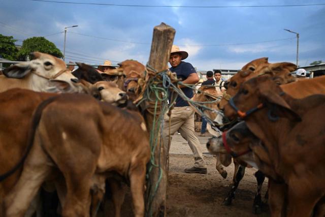 A livestock vendor trades cattle during the weekly municipal market known as the Tiangue in San Rafael Cedros, Cuscatlan department, El Salvador, on April 18, 2026. Held mainly on Saturdays, the traditional market dates back to colonial times and serves as a key economic and social hub where hundreds of small-scale producers sell animals, agricultural goods, and food, often relying on these weekly sales as their primary source of income. (Photo by Marvin RECINOS / AFP)