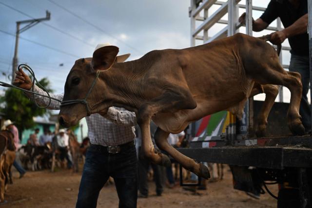 A calf is seen during the weekly municipal market known as the Tiangue in San Rafael Cedros, Cuscatlan department, El Salvador on April 18, 2026. Held mainly on Saturdays, the traditional market dates back to colonial times and serves as a key economic and social hub where hundreds of small?scale producers sell animals, agricultural goods, and food, often relying on these weekly sales as their primary source of income. (Photo by Marvin RECINOS / AFP)