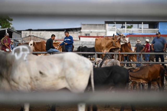 Livestock vendors trade cattle during the weekly municipal market known as the Tiangue in San Rafael Cedros, Cuscatlan department, El Salvador on April 18, 2026. Held mainly on Saturdays, the traditional market dates back to colonial times and serves as a key economic and social hub where hundreds of small?scale producers sell animals, agricultural goods, and food, often relying on these weekly sales as their primary source of income. (Photo by Marvin RECINOS / AFP)