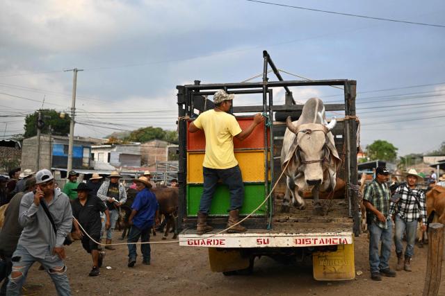 Livestock vendors trade cattle during the weekly municipal market known as the Tiangue in San Rafael Cedros, Cuscatlan department, El Salvador on April 18, 2026. Held mainly on Saturdays, the traditional market dates back to colonial times and serves as a key economic and social hub where hundreds of small-scale producers sell animals, agricultural goods, and food, often relying on these weekly sales as their primary source of income. (Photo by Marvin RECINOS / AFP)