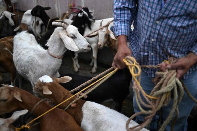 A man trades goats at the municipal market known as the Tiangue in San Rafael Cedros, Cuscatlan department, El Salvador, on April 18, 2026. Held mainly on Saturdays, the traditional market dates back to colonial times and serves as a key economic and social hub where hundreds of small-scale producers sell animals, agricultural goods, and food, often relying on these weekly sales as their primary source of income. (Photo by Marvin RECINOS / AFP)