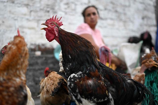 Poultry are traded at the municipal market known as the Tiangue in San Rafael Cedros, Cuscatlan department, El Salvador, on April 18, 2026. Held mainly on Saturdays, the traditional market dates back to colonial times and serves as a key economic and social hub where hundreds of small-scale producers sell animals, agricultural goods, and food, often relying on these weekly sales as their primary source of income. (Photo by Marvin RECINOS / AFP)