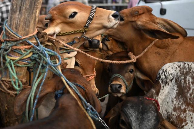 Cattle are seen tied up, ready to be sold or traded, at the municipal market known as the tiangue in San Rafael Cedros, Cuscatlán department, El Salvador, on April 18, 2026. Held mainly on Saturdays, the traditional market dates back to colonial times and serves as a key economic and social hub where hundreds of small-scale producers sell animals, agricultural goods, and food, often relying on these weekly sales as their primary source of income. (Photo by Marvin RECINOS / AFP)