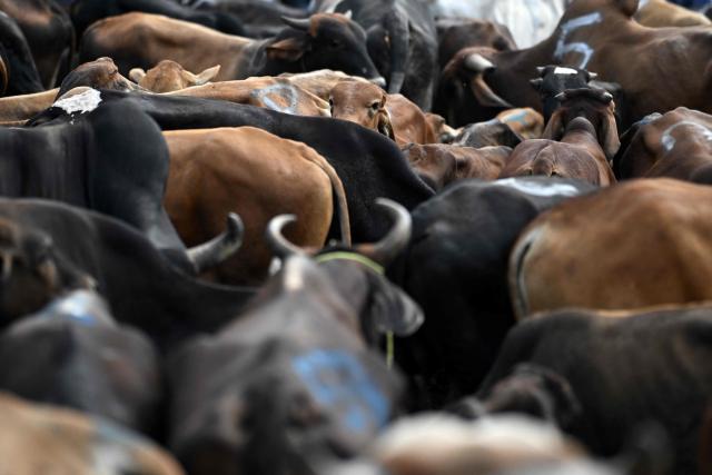 Livestock are kept in a corral, ready to be sold or traded, at the municipal market known as the Tiangue in San Rafael Cedros, Cuscatlán department, El Salvador, on April 18, 2026. Held mainly on Saturdays, the traditional market dates back to colonial times and serves as a key economic and social hub where hundreds of small-scale producers sell animals, agricultural goods, and food, often relying on these weekly sales as their primary source of income. (Photo by Marvin RECINOS / AFP)