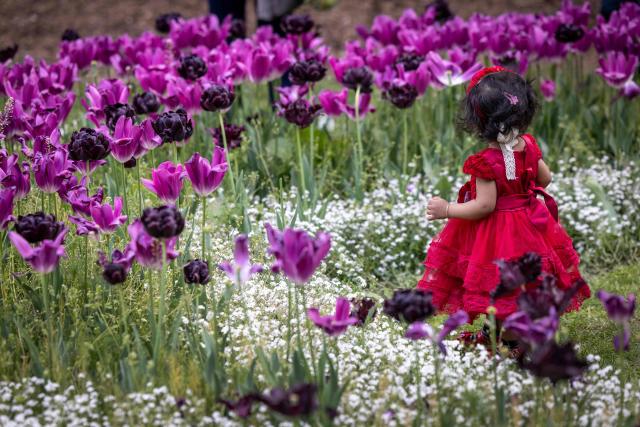 A child stands next to tulip flowers during the Tulips Festival at the Parc de la Legion d'Honneur in Saint Denis, in the northern suburbs of Paris on April 19, 2026. (Photo by Behrouz MEHRI / AFP)