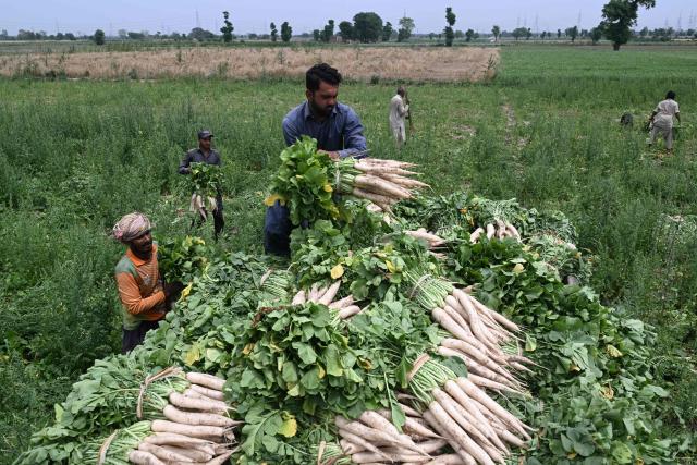 Farmers sort raddish before loading them onto a truck on the outskirts of Lahore on April 19, 2026. (Photo by Arif ALI / AFP)