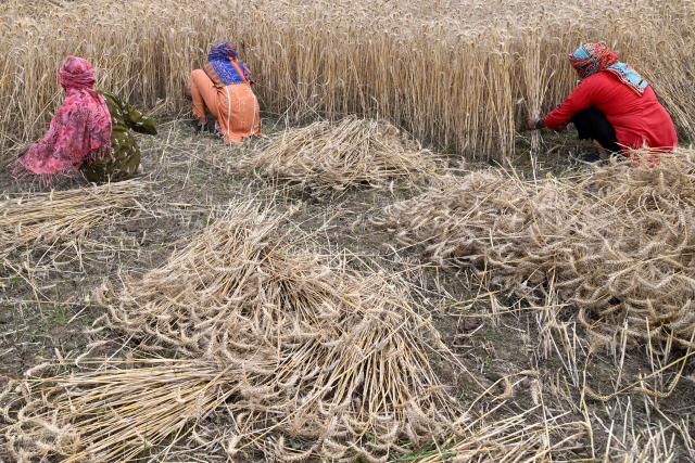 Farmers harvest wheat crops at a field on the outskirts of Lahore on April 19, 2026. (Photo by Arif ALI / AFP)