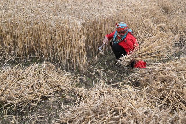 A farmer harvests wheat crops at a field on the outskirts of Lahore on April 19, 2026. (Photo by Arif ALI / AFP)