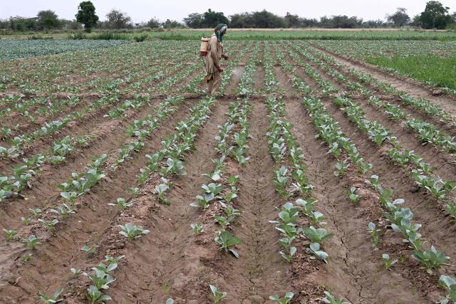 A farmer sprays pesticide over a vegetable yield at a farm on the outskirts of Lahore on April 19, 2026. (Photo by Arif ALI / AFP)