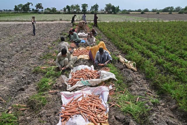 Farmers harvest carrots at a field on the outskirts of Lahore on April 19, 2026. (Photo by Arif ALI / AFP)