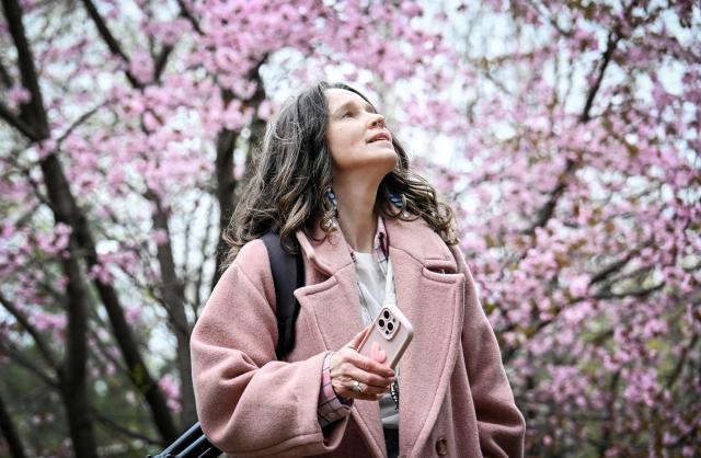 A woman enjoys a blooming sakura, Japanese cherry blossom tree, in western Moscow on April 20, 2026. In Japan the sakura blossom season - which sees branches bursting with pink and white flowers, traditionally represents fresh starts and life's fleeting impermanence. (Photo by Alexander NEMENOV / AFP)