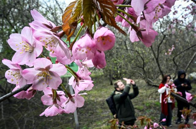People take pictures of a blooming sakura, Japanese cherry blossom tree, in western Moscow on April 20, 2026. In Japan the sakura blossom season - which sees branches bursting with pink and white flowers, traditionally represents fresh starts and life's fleeting impermanence. (Photo by Alexander NEMENOV / AFP)