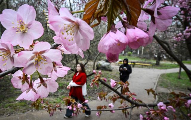 People walk past a blooming sakura, Japanese cherry blossom tree, in western Moscow on April 20, 2026. In Japan the sakura blossom season - which sees branches bursting with pink and white flowers, traditionally represents fresh starts and life's fleeting impermanence. (Photo by Alexander NEMENOV / AFP)