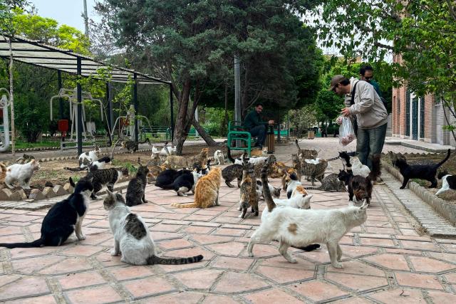 A man feeds stray cats in a park in Tehran on April 20, 2026, amid a ceasefire that came into effect last week. Iran insisted it has no plan to attend a new round of negotiations with the United States on April 20, as uncertainty grows over a push to stop the Middle East war from resuming. US President Donald Trump said he was sending negotiators to Pakistan for talks on ending the war that engulfed the region and rattled global markets, while repeating threats to attack Iran's energy infrastructure if it did not make a deal. (Photo by AFP)
